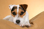 lying Jack Russell Terrier