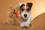 Jack Russell Terrier with teddy