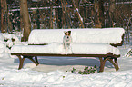 standing Jack Russell Terrier