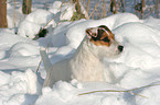 standing Jack Russell Terrier