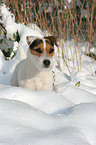 standing Jack Russell Terrier