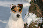 Jack Russell Terrier Portrait