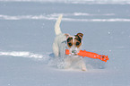 playing Jack Russell Terrier