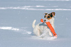 playing Jack Russell Terrier