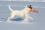 playing Jack Russell Terrier