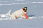 playing Jack Russell Terrier