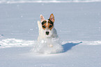 running Jack Russell Terrier