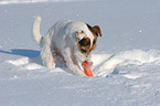playing Jack Russell Terrier