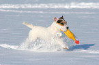 playing Jack Russell Terrier
