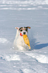 playing Jack Russell Terrier