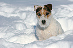 sitting Jack Russell Terrier