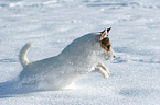 running Jack Russell Terrier