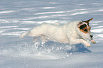 running Jack Russell Terrier