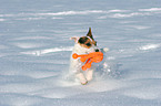 playing Jack Russell Terrier