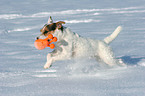 playing Jack Russell Terrier