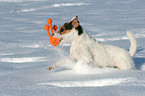 playing Jack Russell Terrier