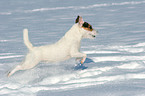 running Jack Russell Terrier