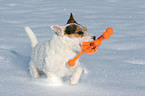 playing Jack Russell Terrier