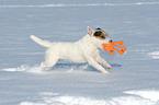 playing Jack Russell Terrier