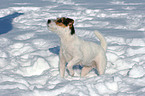 standing Jack Russell Terrier