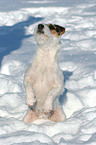 Jack Russell Terrier shows trick
