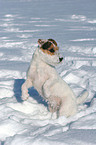 Jack Russell Terrier shows trick