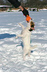 playing Jack Russell Terrier
