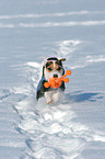 playing Jack Russell Terrier