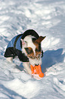 playing Jack Russell Terrier