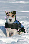 sitting Jack Russell Terrier