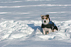 sitting Jack Russell Terrier