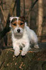 lying Jack Russell Terrier