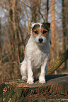 sitting Jack Russell Terrier