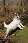 standing Jack Russell Terrier