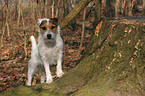 standing Jack Russell Terrier