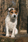 sitting Jack Russell Terrier