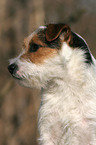 Jack Russell Terrier Portrait