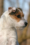 Jack Russell Terrier Portrait