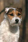 Jack Russell Terrier Portrait