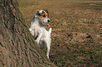 standing Jack Russell Terrier