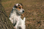 Jack Russell Terrier