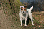 standing Jack Russell Terrier