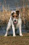 standing Jack Russell Terrier