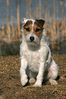 sitting Jack Russell Terrier