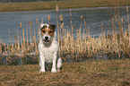 sitting Jack Russell Terrier