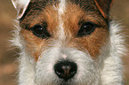 Jack Russell Terrier face