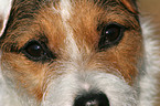 Jack Russell Terrier eyes