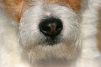 Jack Russell Terrier nose