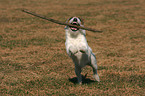 playing Jack Russell Terrier