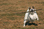 playing Jack Russell Terrier